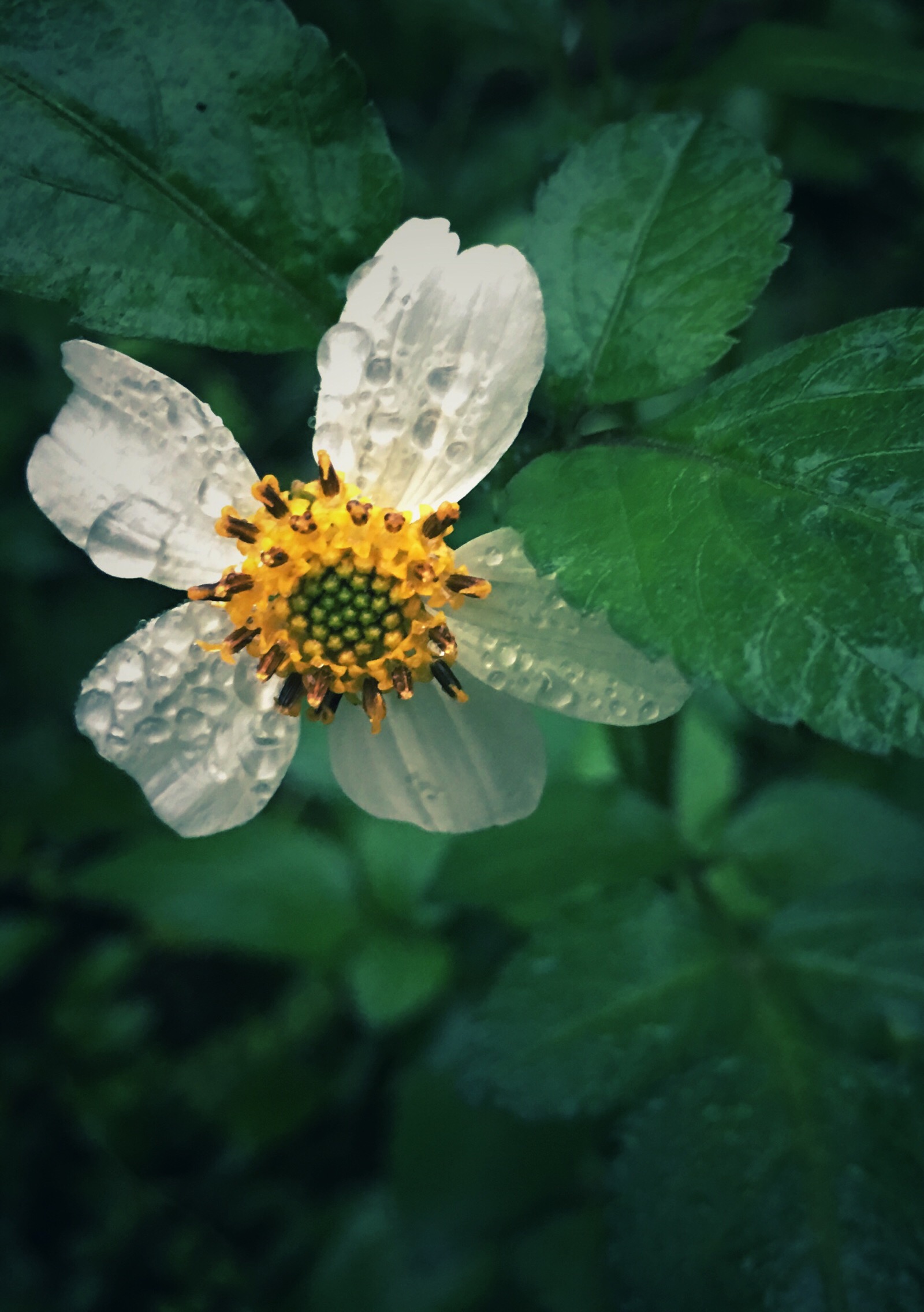 白花鬼针草的叶子图片