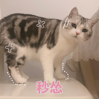 自制猫咪表情包
