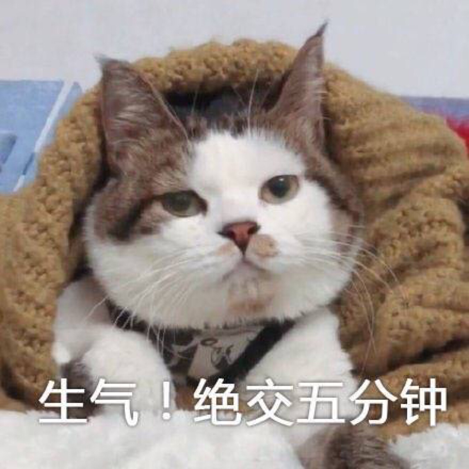 gif 金馆长 斗图 文字系列 厉害了 装逼大神 蛤蛤蛤 魔性 喵咪表情包