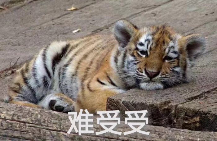 沙雕