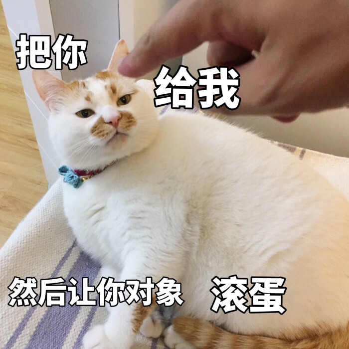 楼楼 猫 可爱 萌宠 表情包 头像 沙雕