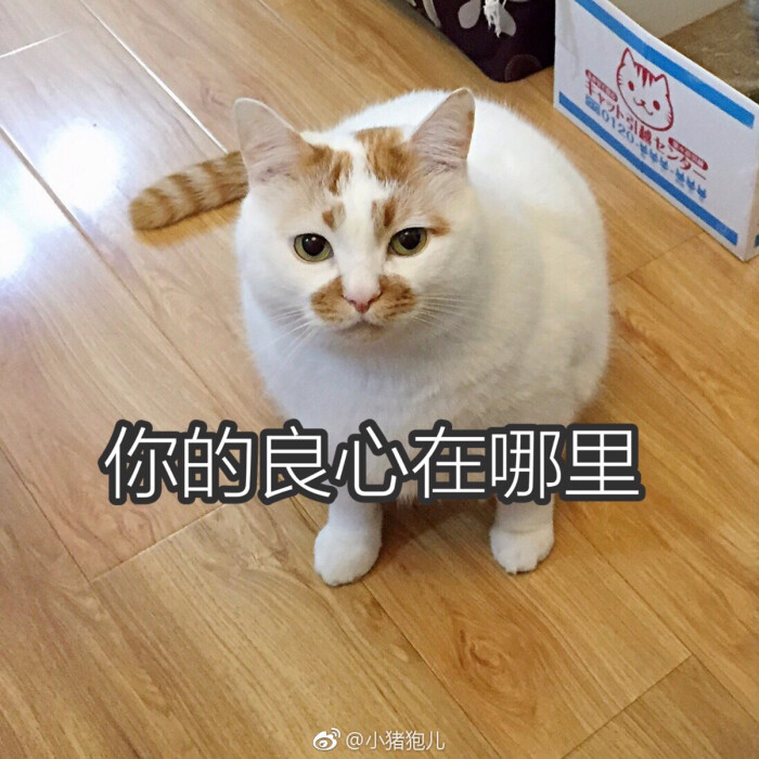 楼楼 猫 可爱 萌宠 表情包 头像 沙雕