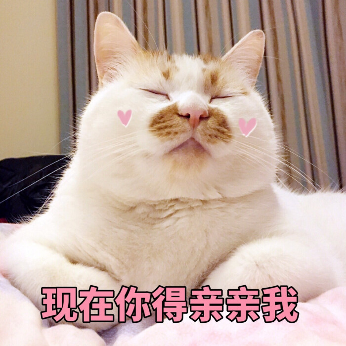 楼楼 猫 可爱 萌宠 表情包 头像 沙雕