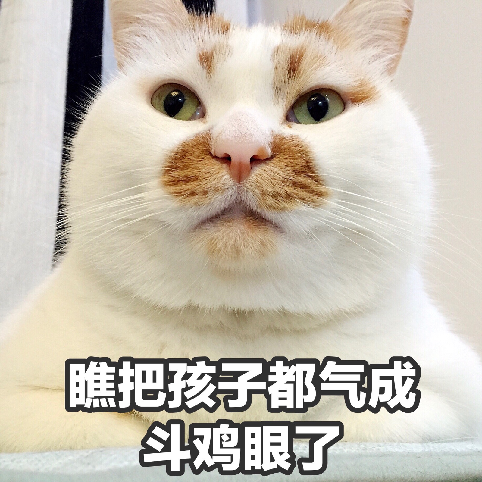 楼楼 猫 可爱 萌宠 表情包 头像 沙雕