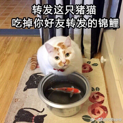 沙雕猫追火车表情包图片