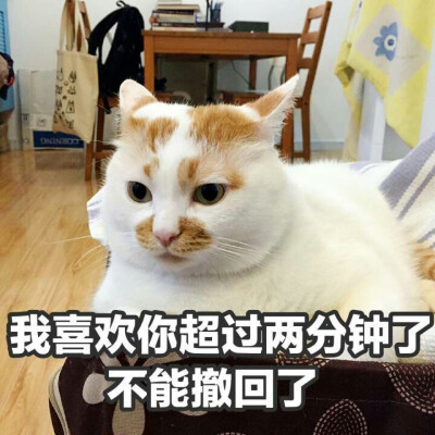 猫咪搞笑图片带字图片图片