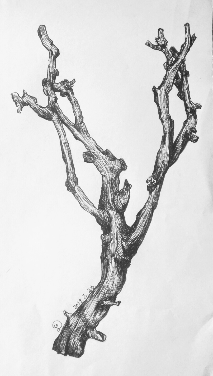 今日练习,涂一个树杈子