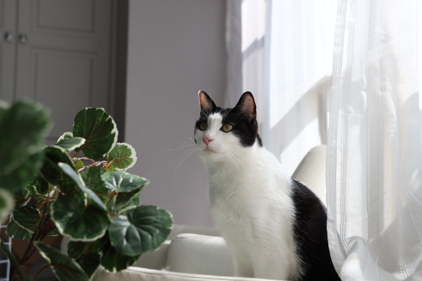 图源:花花与三猫catlive