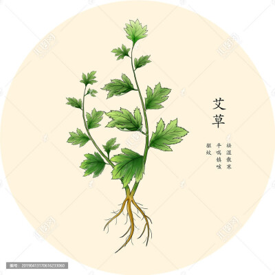 手绘中草药——艾草