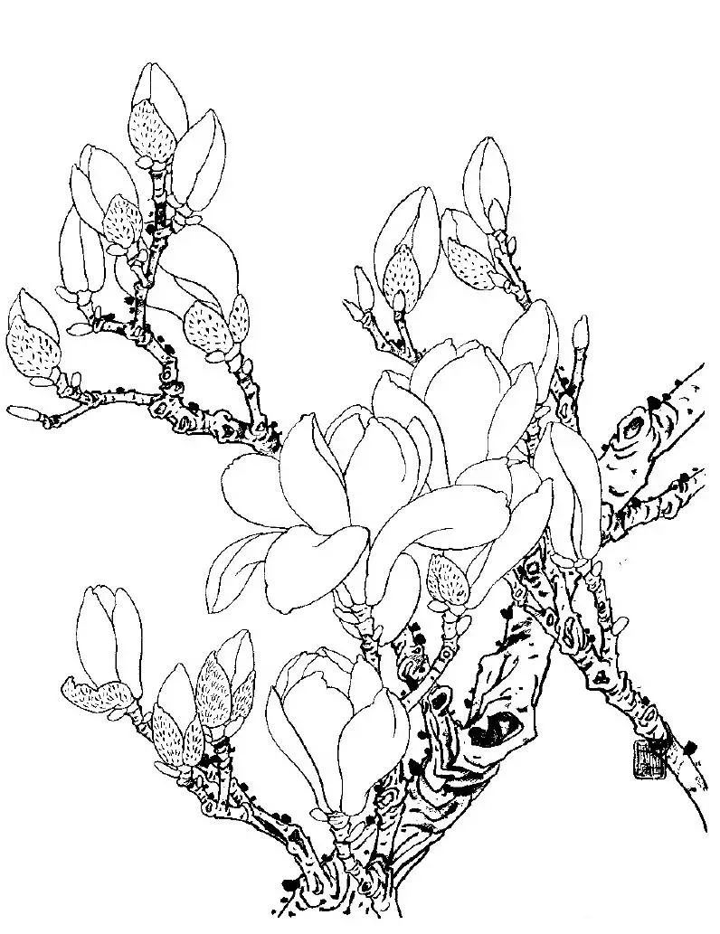 玉兰花外形图手绘图片
