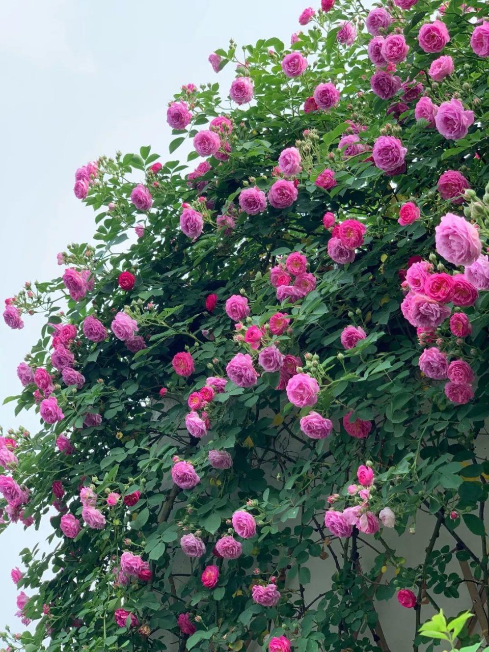 蔷薇很好养,只要种在院子里地栽,让它的枝条沿着院墙攀爬上去,几乎1