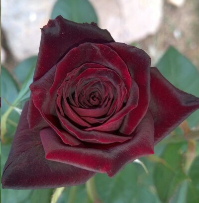 属于混合茶香月季,花朵颜色是很深的暗红色,看上去有些发黑