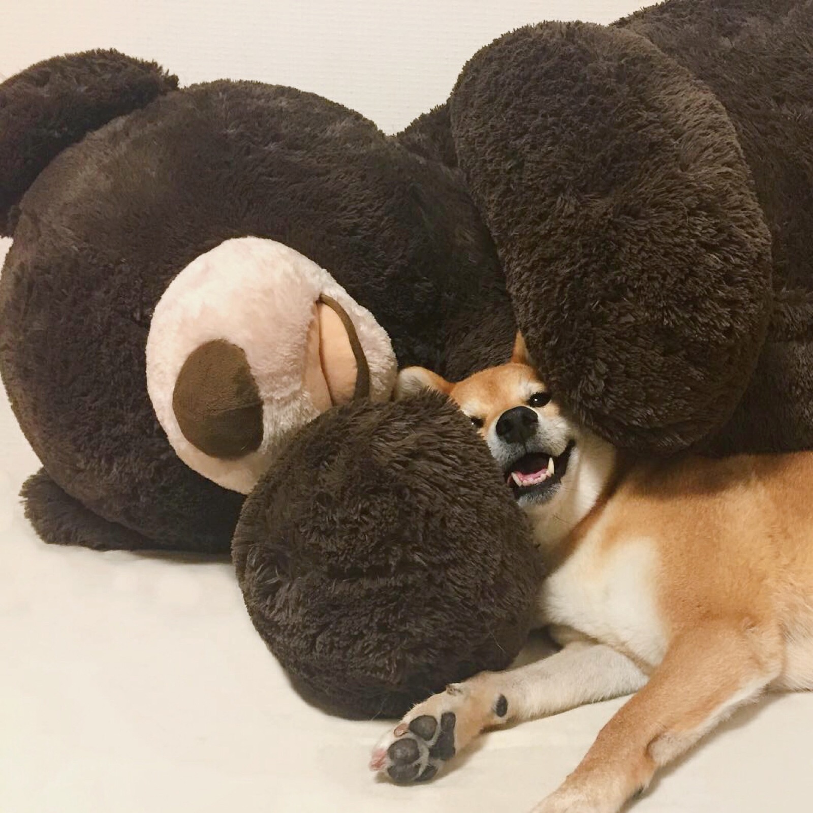 狗与熊,熊与狗∪ω