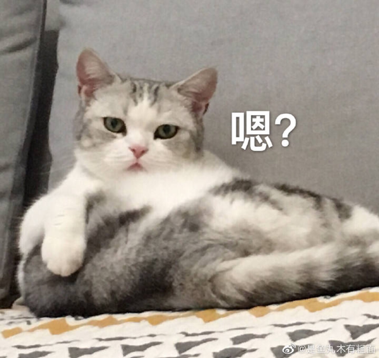 猫表情包 鱼丸 嗯?
