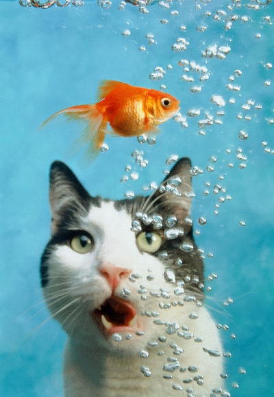猫头鱼