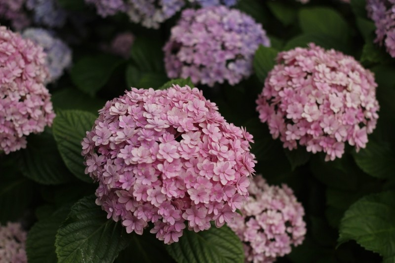 八仙花"花手鞠"