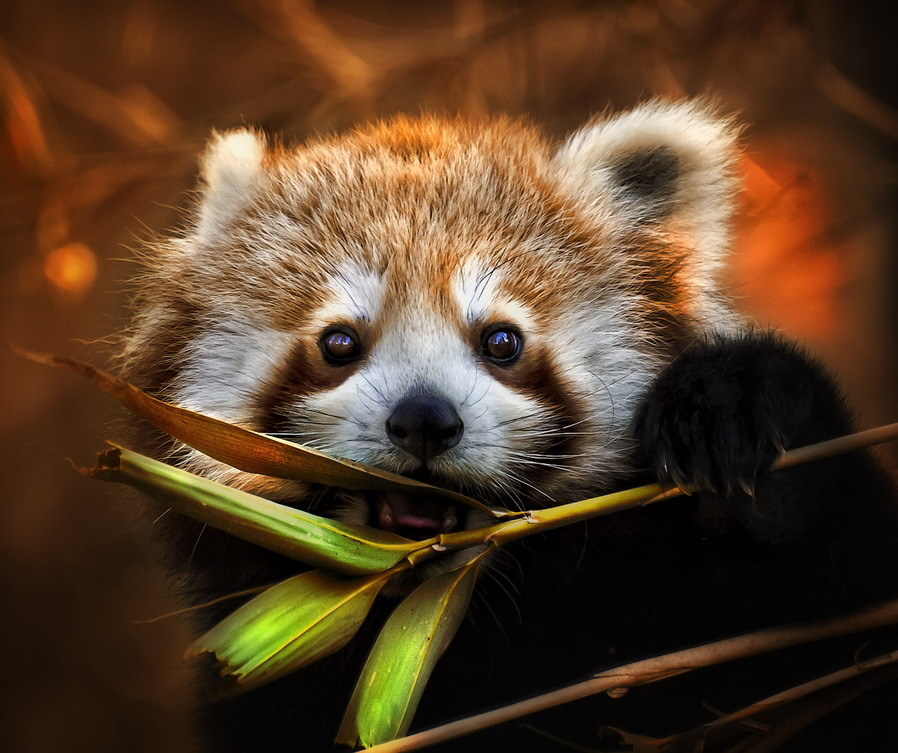 小熊猫