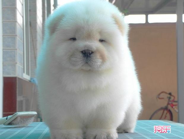 小狮子狗
