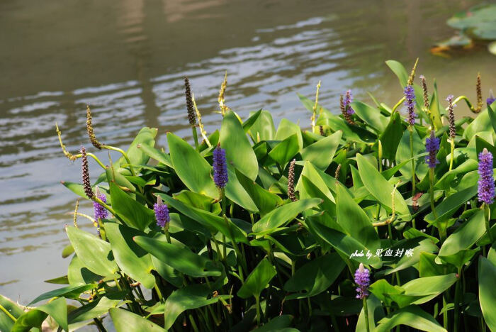 梭鱼草的生长习性为喜温暖湿润;光照充足的环境条件