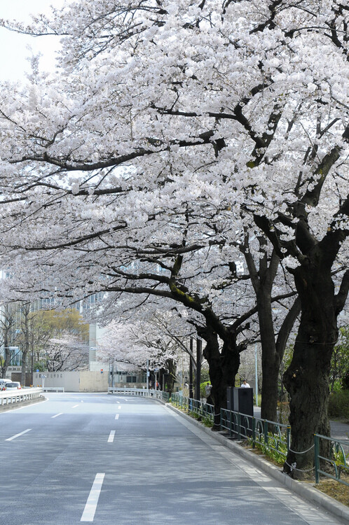 日系,风景,摄影,旅行,日本,和风,城市,自然,视觉,色彩,恋物,花,植物