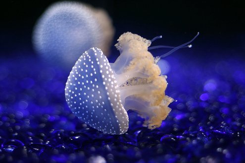 澳洲珍珠水母
