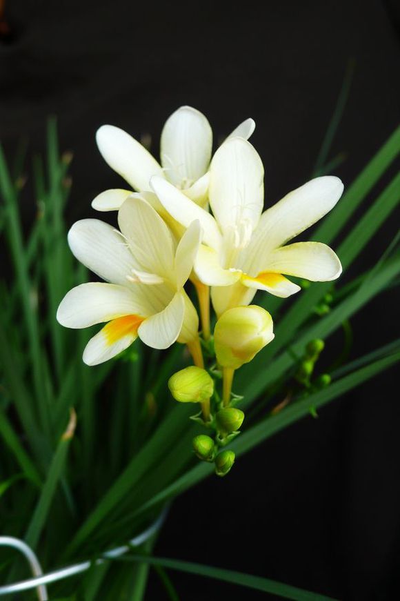 小苍兰(freesia refracta klatt),别名香雪兰,原产非洲南部好望角一带