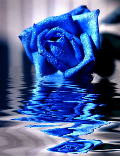 蓝玫瑰 