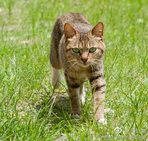 三北大猫:在乡下遇到一只绿眼睛的小狸花猫,这精气神……真不是关