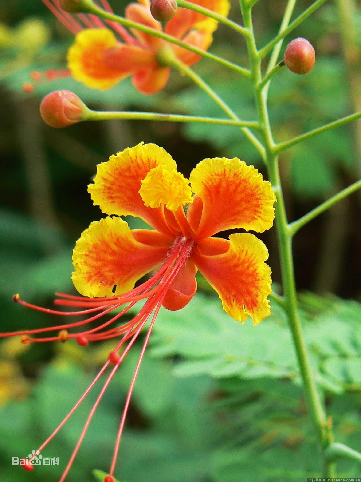 金凤花,学名:caesalpinia pulcherrima,英名:prettiest caesalpinia