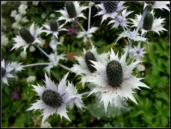 伞形科 大刺芹(eryngium giganteum(2010-09-26 09:01:54)转载▼