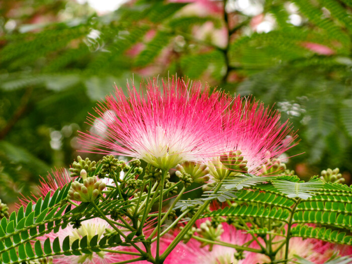 合欢树芙蓉树