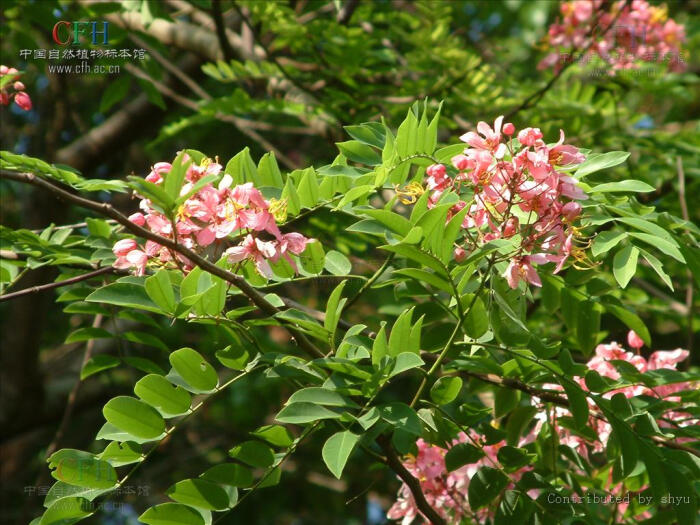 cassia javanica(中文名:爪哇决明)