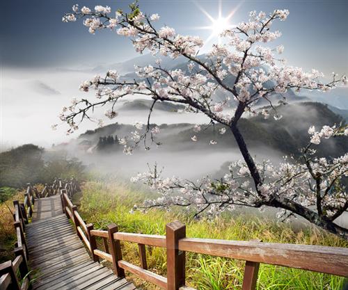 高山梅花风景图片