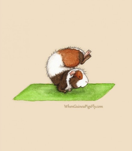 不练瑜伽的豚鼠不是好豚鼠