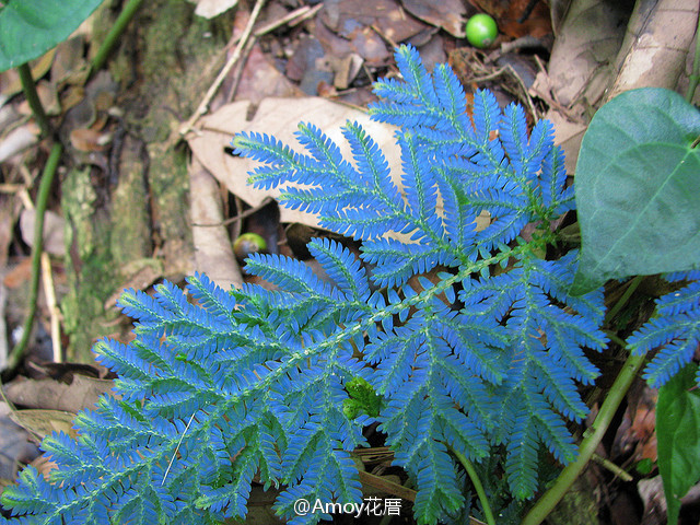 蓝色的蕨类植物,叶片在阳光下反射出非常美…-堆糖