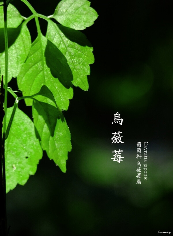 植物私生活。乌蔹莓