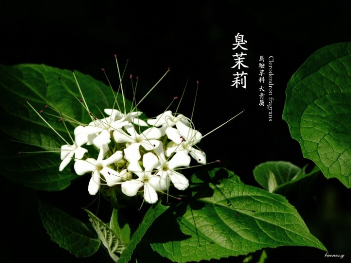 植物私生活。臭茉莉