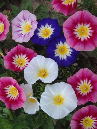 三色旋花(旋花科旋花属)