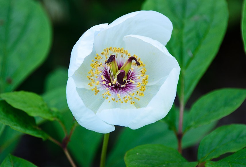 paeonia obovata.草芍药.