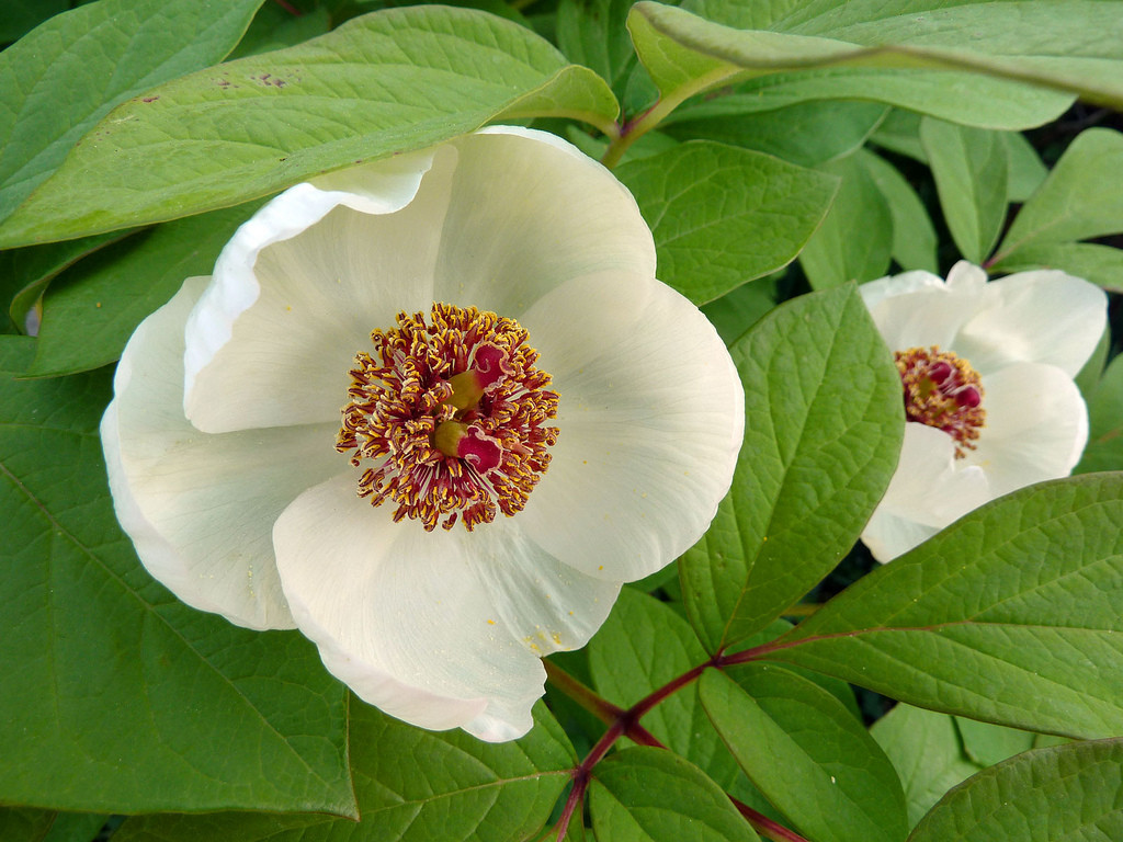 paeonia obovata.草芍药.