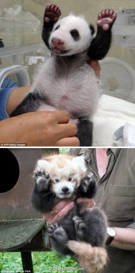 大熊猫和小熊猫的新生幼崽动作惊人的相似呢=.=《每日邮报》