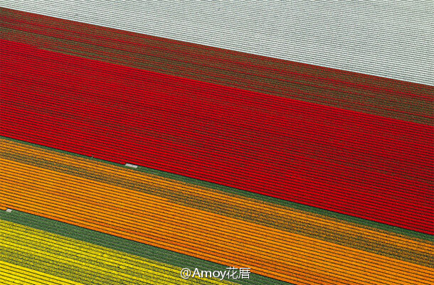 荷兰郁金香盛开时节的花田,像是打开了一个…