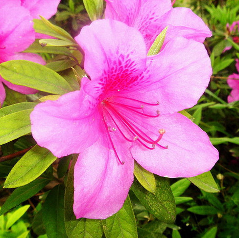 8月8日生日花:杜鹃花azalea 花语:爱的喜悦 花占卜 :纯真无邪的心是你