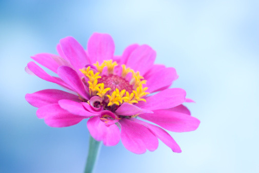 「早安,生日花」 8.14 百日菊