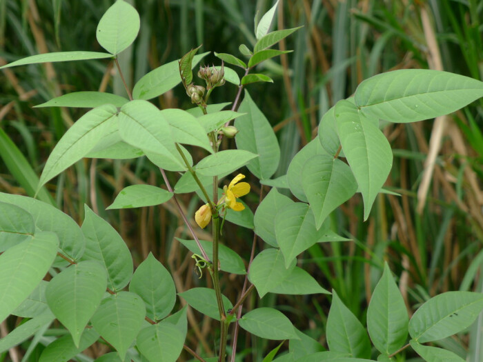 望江南 cassia occidentalis,豆科 决明属.