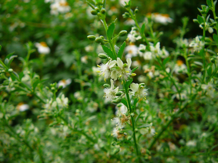 野甘草 scoparia dulcis ,玄参科 野甘草属.