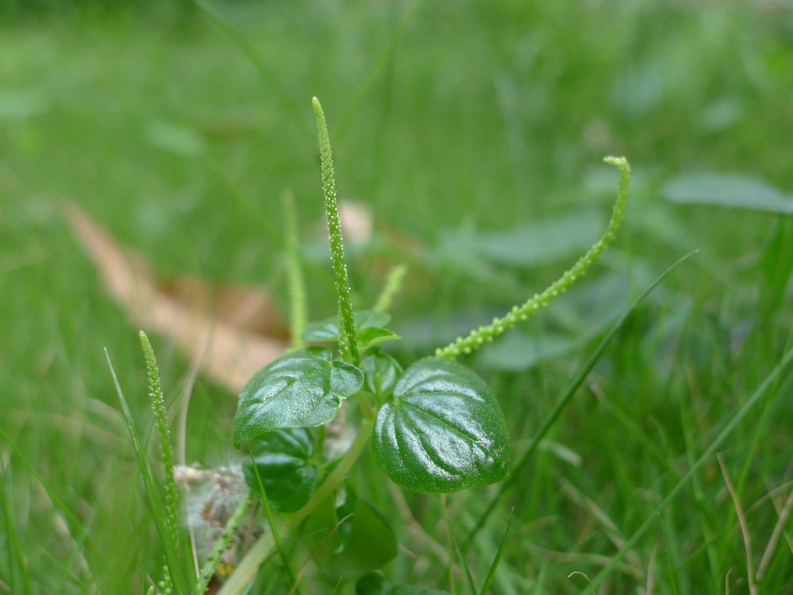 草胡椒 peperomia pellucida,胡椒科 草胡椒属.