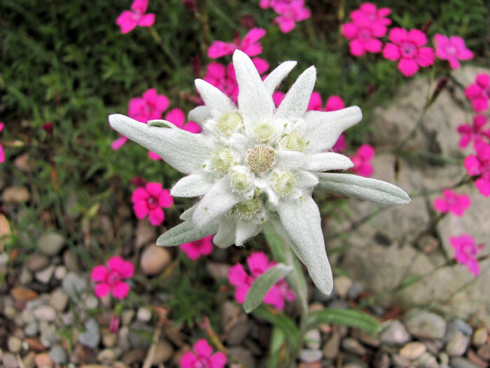 leontopodium alpinum.雪绒花.