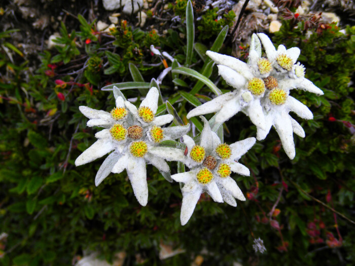 leontopodium alpinum.雪绒花.