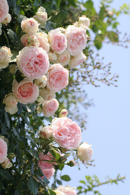 我爱你如蔷薇花,蔷薇,花,治愈系,野蔷薇